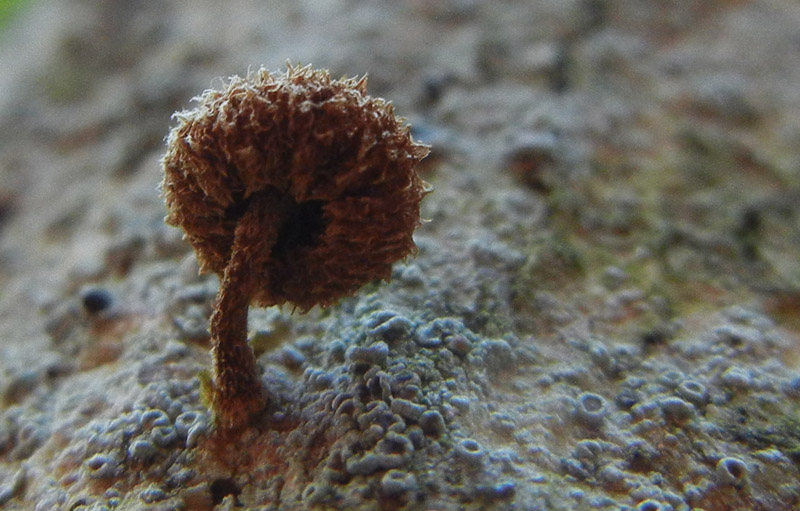 Phaeomarasmius erinaceus